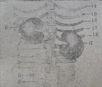 Hình 26 Thận ngựa 1 1 2 Cấu tạo thận Bổ dọc thận làm hai nửa qua rốn thận 3