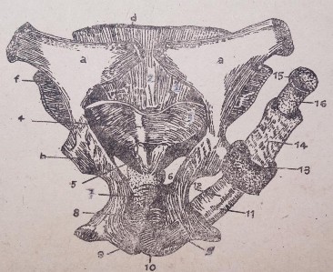 Cấu tạo Hình 28 Bộ máy sinh dục ngựa đực Bổ dọc tinh hoàn từ ngoài vào 1