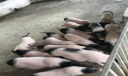 Thực hiện quy trình nuôi dưỡng chăm sóc và phòng trị bệnh cho đàn lợn nái hương nuôi con và lợn con theo mẹ nuôi tại trại lợn khu khởi nghiệp khoa Chăn nuôi Thú y - 9