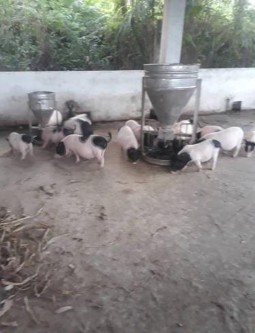 MỘT SỐ HÌNH ẢNH MINH HỌA CHO CHUYÊN ĐÊ Hình 1 Dọn chuồng Hình 2 Cho phân vào 2