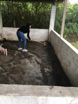 Hình 1 Dọn chuồng Hình 2 Cho phân vào bao Hình 3 Lợn con Hình 4 Cho lợn ăn bằng 3