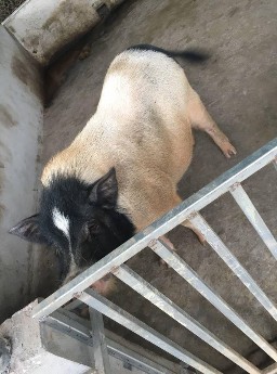 Hình 5 Lợn đực giống Hình 6 Lợn nái Hình 7 Thả lợn ra vườn Hình 8 Vườn cỏ 5