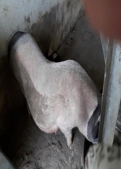 Hình 5 Lợn đực giống Hình 6 Lợn nái Hình 7 Thả lợn ra vườn Hình 8 Vườn cỏ 6