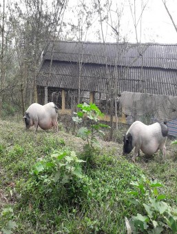 Hình 7 Thả lợn ra vườn Hình 8 Vườn cỏ Hình 9 Vắc xin dịch tả lợn Hình 10 7