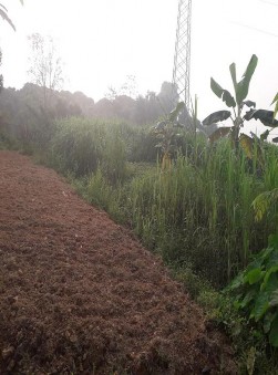 Hình 7 Thả lợn ra vườn Hình 8 Vườn cỏ Hình 9 Vắc xin dịch tả lợn Hình 10 8