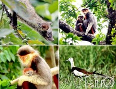 Thực vật đặc biệt là các khối rừng tự nhiên và cả các khu rừng nhân tạo 1