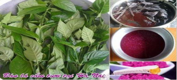 Chất màu các chất màu tự nhiên như lá gai lá dong lá khúc dành dành gấc nghệ 12