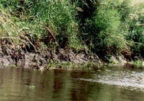 sú Penaeus cua biển Scylla serata … có trên 70 loài khu hệ cá khu hệ lưỡng thê và 1