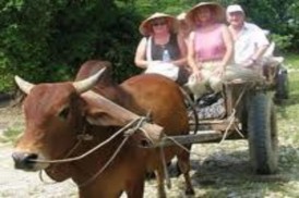 Các hoạt động thể thao cũng phổ biến ở khu vực nông thôn như chơi golf câu 2