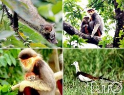 Thực vật đặc biệt là các khối rừng tự nhiên và cả các khu rừng nhân tạo 1