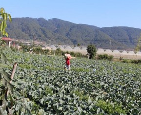 Lai cho CDDP ung ho viec phat trien du 132 2 00 5 00 4 5152 64778 lich tai DP Valid N listwise 132 5