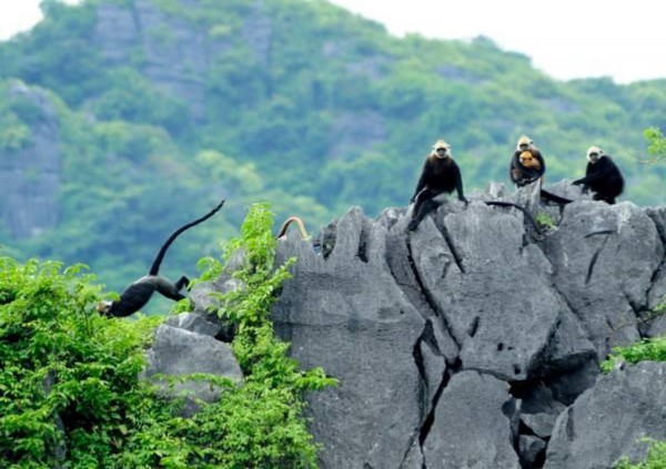 Voọc đầu trắng tại Vườn quố gia Cát Bà Lễ hội kỉ niệm 60 năm Bác Hồ 2