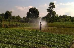 Hình ảnh trải nghiệm nông nghiệp trên cù lao Ông Hổ Thu hoạch rau cải Cho cá 5