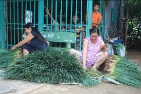 Hình ảnh trải nghiệm nông nghiệp trên cù lao Ông Hổ Thu hoạch rau cải Cho cá 6