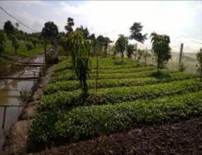 Hình ảnh trải nghiệm nông nghiệp trên cù lao Ông Hổ Thu hoạch rau cải Cho cá 8