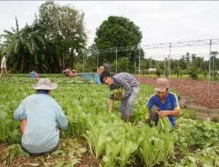 Thu hoạch rau cải Cho cá ăn Thu hoạch hành lá Tưới rau bằng vòi phun sương Chủ 9