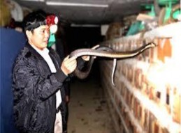 H11 Nghề rèn Lý Nhân Vĩnh Tường H12 Làng rắn Vĩnh Sơn Vĩnh Tường H13 Mây tre 12