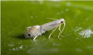 Hình 2 9 Thành trùng sâu vẽ bùa Trứng hình bầu dục dẹp rất nhỏ khoảng 0 20 0 1