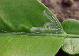 Hình 2 10 Ấu trùng sâu vẽ bùa bên trong đường đục Nhộng dài từ 2 3 mm hai 2