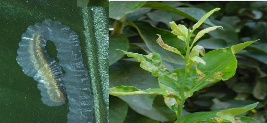 Hình 2 10 Triệu chứng gây hại của sâu vẽ bùa Các yếu tố ảnh hưởng đến 3