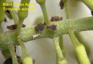 Hình 2 11 Rầy mềm không cánh Toxoptera aurantii Boyer de Fonscolombe Toxoptera citricidus 4