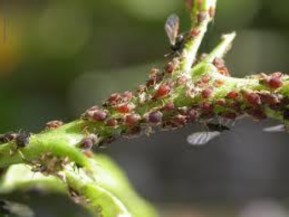 Hình 2 12 Rầy mềm Toxoptera citricidus Kyrkaldy Tập quán sinh sống và cách gây hại 5