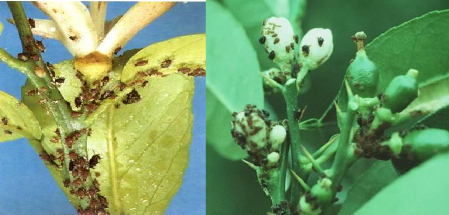 Hình 2 13 Rầy mềm gây hại trên hoa và trái non Biện pháp phòng trị Rầy mềm có 6