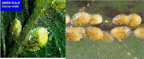 Hình 2 14 Rệp sáp mềm xanh lục Coccus viridis Green Tập quán sinh sống và cách gây 7