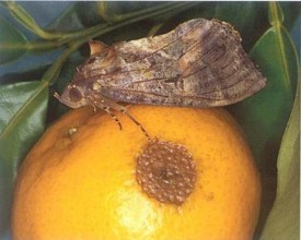 Hình 2 16 Thành trùng ngài Ophideres fullonia Clerck và triệu chứng gây hại Loài 1