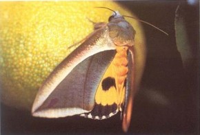 Hình 2 17 Ngài Eudocima salaminia Cramer Loài Artena dotata Fabricius Ngài có chiều dài 2