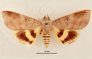 Hình 2 18 Ngài Artena dotata Fabricius Loài Anua coronata Fabricius Bướm có chiều dài 3