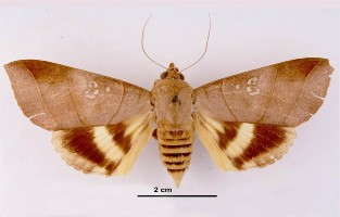 Hình 2 18 Ngài Anua coronata Fabricius Tập quán sinh sống Sâu các loài ngài này không 4