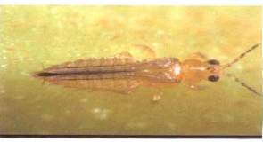 Hình 2 19 Thành trùng bọ trĩ Tập quán sinh hoạt và cách gây hại Thành trùng và 5