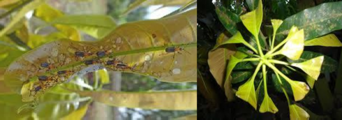 Hình 2 22 Sự gây hại của thành trùng bọ cắt lá b Rầy bông xoài Idiocerus 6