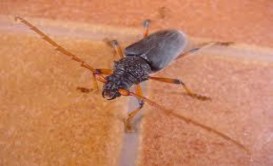 Hình 2 24 Thành trùng xén tóc Batocera rufomaculata De Geer Trứng tròn màu trắng 1