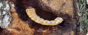 Hình 2 25 Ấu trùng xén tóc Trước khi làm nhộng ấu trùng đục một lỗ để sau 2