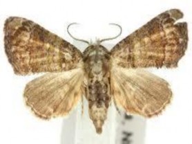 Hình 2 27 Thành trùng sâu đục cành Trứng được đẻ thành rải rác trên lá và 3