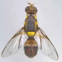 Hình 2 31 Thành trùng ruồi đục trái Có thể phân biệt ruồi cái với ruồi đực 4