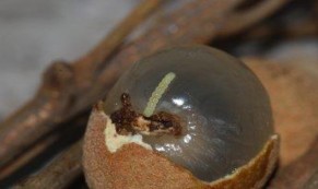 Hình 2 33 Vị trí gây hại của sâu đục cuống trái 5