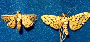 Hình 2 35 Thành trùng sâu đục trái Sâu màu trắng hơi ửng hồng trên lưng có 1