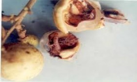 Hình 2 36 Triệu chứng gây hại của sâu đục trái Đối với cây ổi ngài đẻ 3