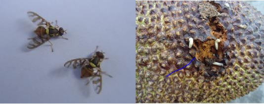 Hình 2 38 Thành trùng và ấu trùng Ruồi đục trái Bactrocera umbrosa Fabricius Đặc 4