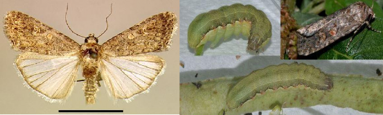 Hình 3 1 Thành trùng và ấu trùng sâu xanh da láng Tập quán sinh sống và cách gây 1