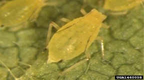 Hình 3 3 Rầy mềm Aphis glycines Matsumura Loài Aphis craccivora Koch còn có tên là Aphis 1