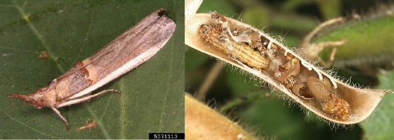 Hình 3 6 Thành trùng và sâu non Etiella zinckenella Treitschke Tập quán sinh sống và 2