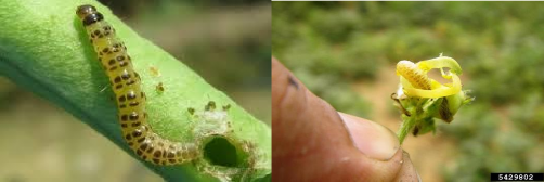 Hình 3 8 Triệu chứng gây hại của sâu đục trái Maruca testulalis Geyer 1 2 Thành 3