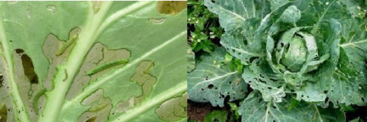 Hình 3 11 Triệu chứng gây hại của sâu tơ Yếu tố ảnh hưởng đến mật số 1