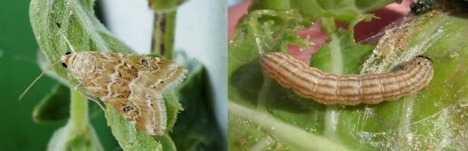 Hình 3 15 Thành trùng và ấu trùng Hellula undalis Fabricius Tập quán sinh sống và 3