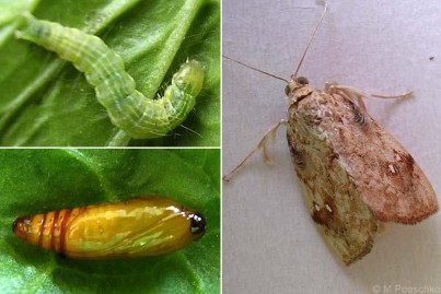 Hình 3 17 Thành trùng ấu trùng và nhộng Crocidolomia binotalis Zeller Tập quán sinh 4