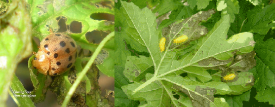 Hình 3 18 Thành trùng ấu trùng và sự gây hại của bọ rùa nâu b Ruồi đục lá 1